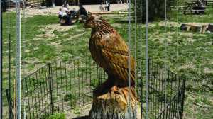 A carved wooden bird statue on a tree stump is enclosed by a small wire fence, with a barn and people sitting in the background on a grassy field.