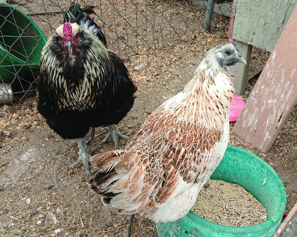Two chickens stand in a fenced enclosure; one has black and white feathers, the other is light brown and white, standing next to a green container filled with feed.