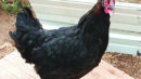 A black chicken with feathered legs stands on a wooden board in an outdoor fenced area, wearing colored leg bands.