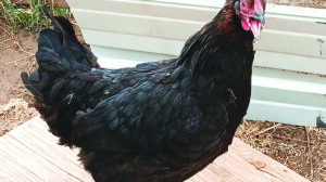 A black chicken with feathered legs stands on a wooden board in an outdoor fenced area, wearing colored leg bands.