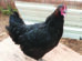 A black chicken with feathered legs stands on a wooden board in an outdoor fenced area, wearing colored leg bands.