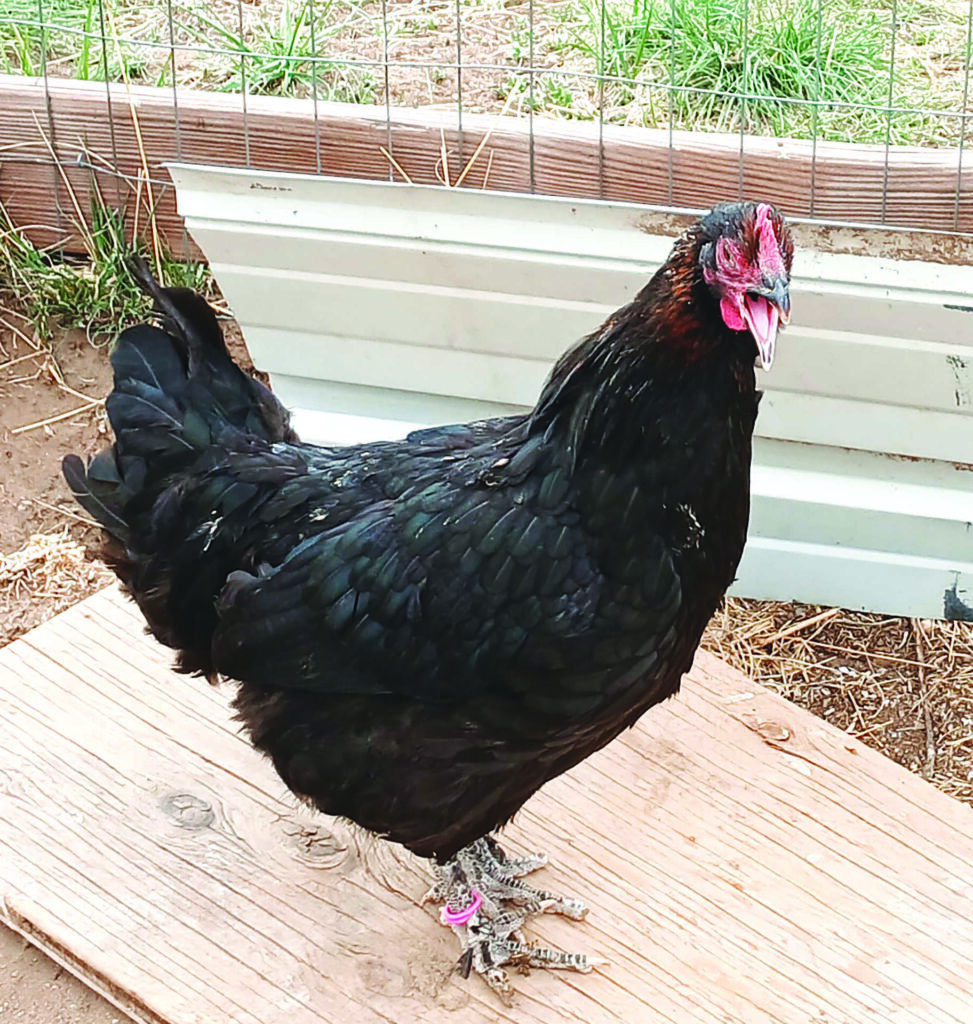 A black chicken with feathered legs stands on a wooden board in an outdoor fenced area, wearing colored leg bands.