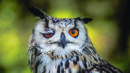 Close-up of an owl with one eye open and the other eye closed, showing detailed feathers and an orange iris against a blurred natural background.