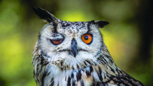 Close-up of an owl with one eye open and the other eye closed, showing detailed feathers and an orange iris against a blurred natural background.
