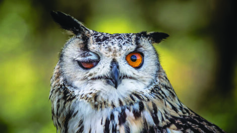 Close-up of an owl with one eye open and the other eye closed, showing detailed feathers and an orange iris against a blurred natural background.