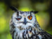 Close-up of an owl with one eye open and the other eye closed, showing detailed feathers and an orange iris against a blurred natural background.