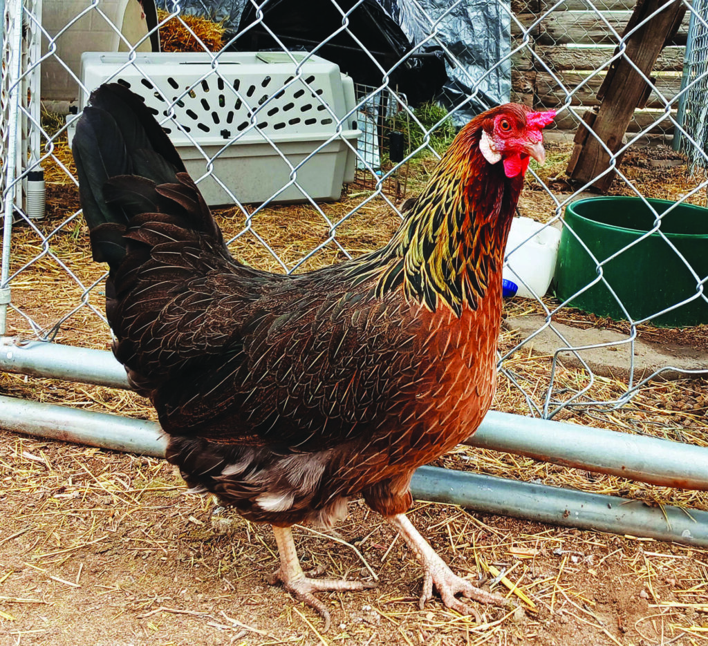 A brown and black chicken stands on dirt inside a fenced enclosure, with a pet carrier and various objects in the background.