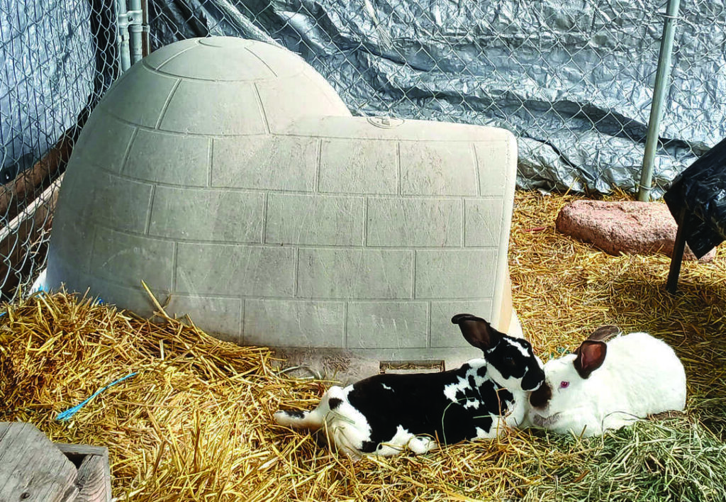 Two rabbits, one black and white and one white, rest on straw next to a plastic igloo shelter inside a fenced enclosure.