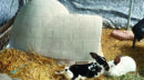 Two rabbits, one black and white and one white, rest on straw next to a plastic igloo shelter inside a fenced enclosure.