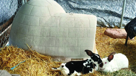 Two rabbits, one black and white and one white, rest on straw next to a plastic igloo shelter inside a fenced enclosure.