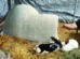 Two rabbits, one black and white and one white, rest on straw next to a plastic igloo shelter inside a fenced enclosure.
