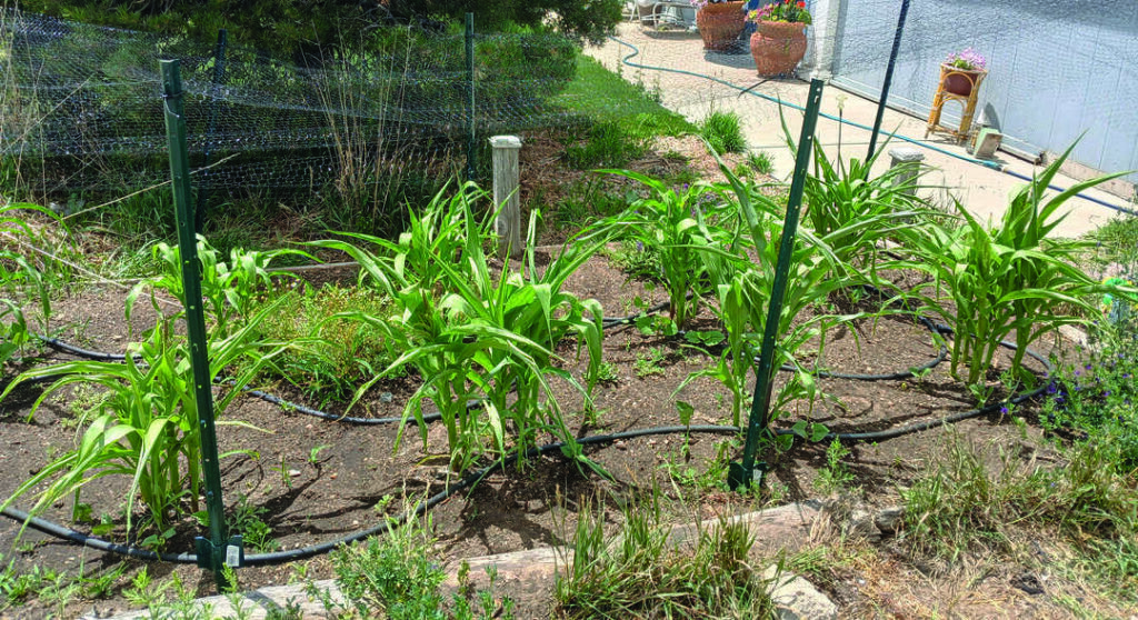 A small garden plot with green plants and drip irrigation hoses, bordered by grass, fencing, and a paved patio with potted plants in the background.