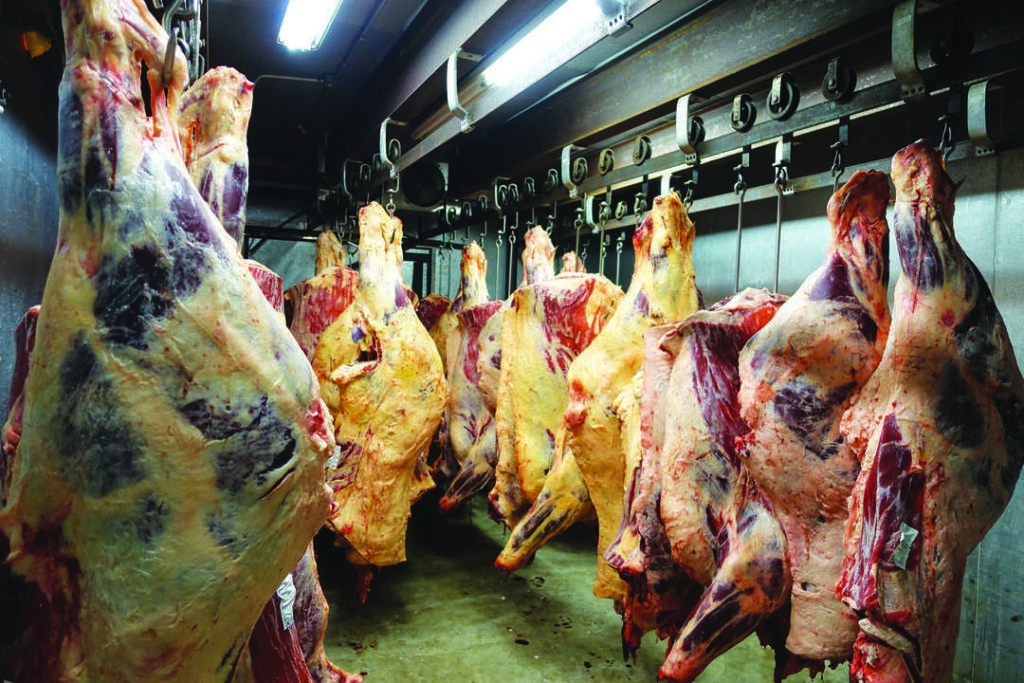 Several large beef carcasses hang on metal hooks in a refrigerated meat processing facility, illuminated by fluorescent lights.