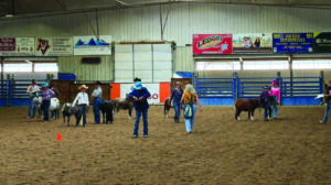 People and children with ponies or miniature horses stand in a dirt-floor indoor arena, participating in a livestock or equestrian competition.
