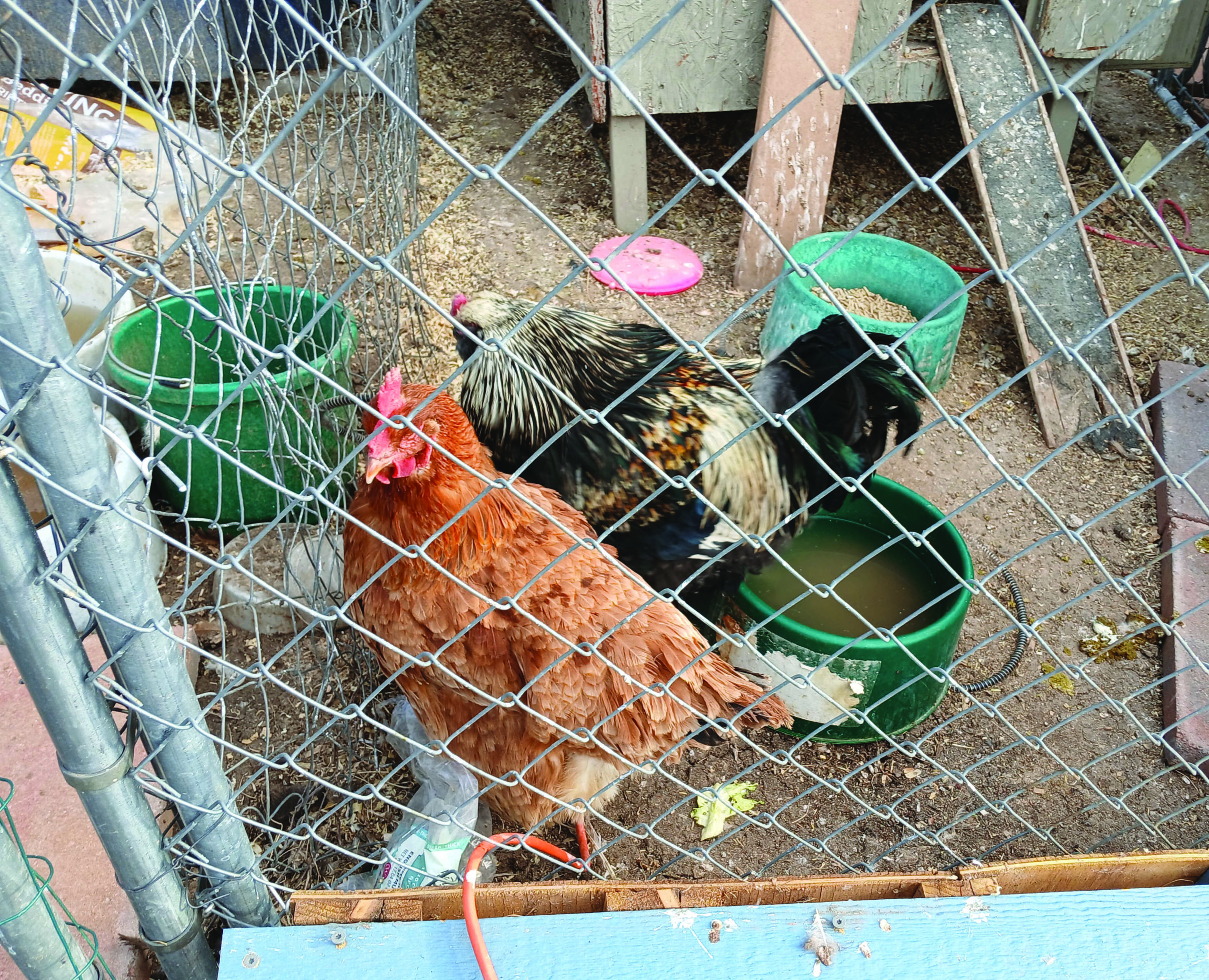 Two chickens stand behind a chain-link fence near green water and feed containers in a dirt-floored enclosure.