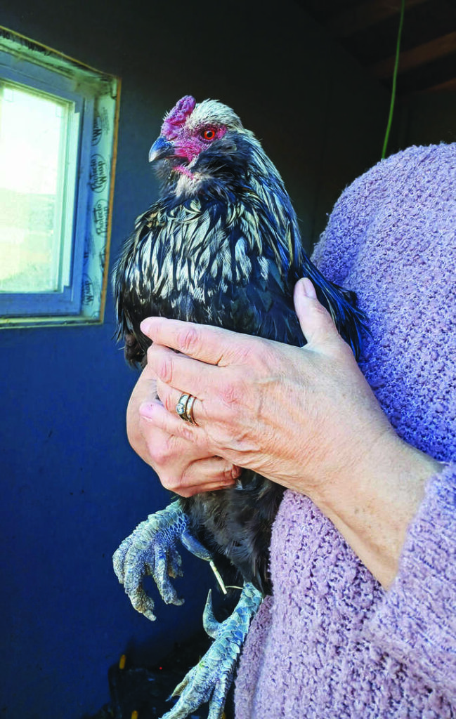Person holding a black and white chicken inside a room with a window, wearing a purple sweater and a ring on the left hand.