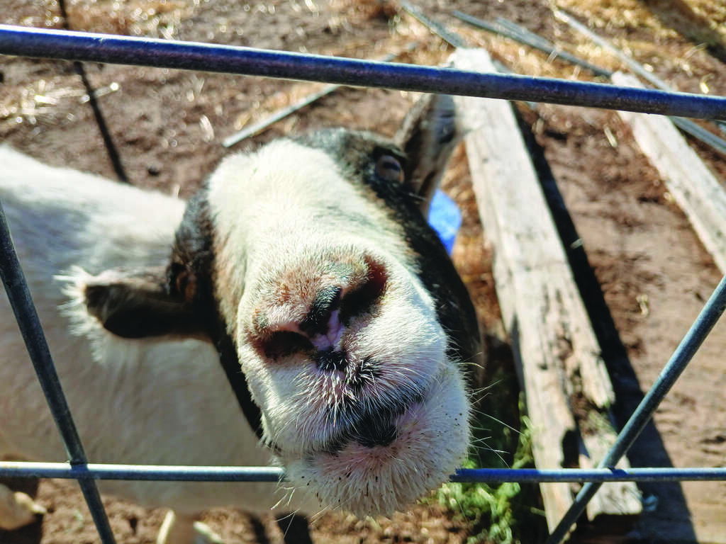 Close-up view of a goat's nose and face pressed against a metal fence on a dirt ground, with wooden boards in the background.