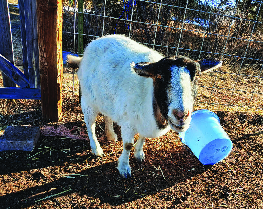 A goat stands on dirt next to a wire fence, with its head inside a white plastic bucket on the ground.