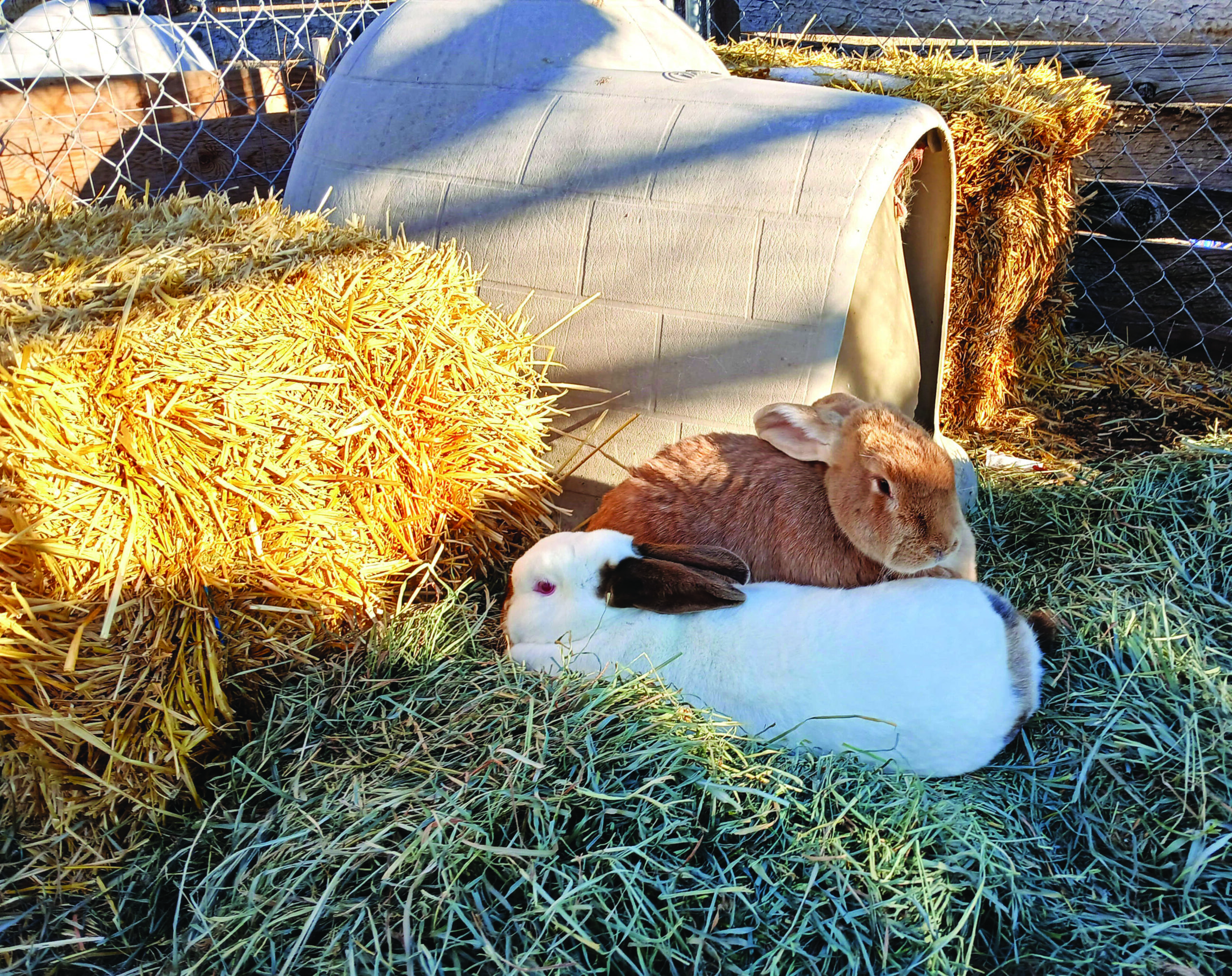 Two rabbits, one brown and one white with black ears, rest on hay near a plastic shelter and straw bales inside a fenced outdoor enclosure.