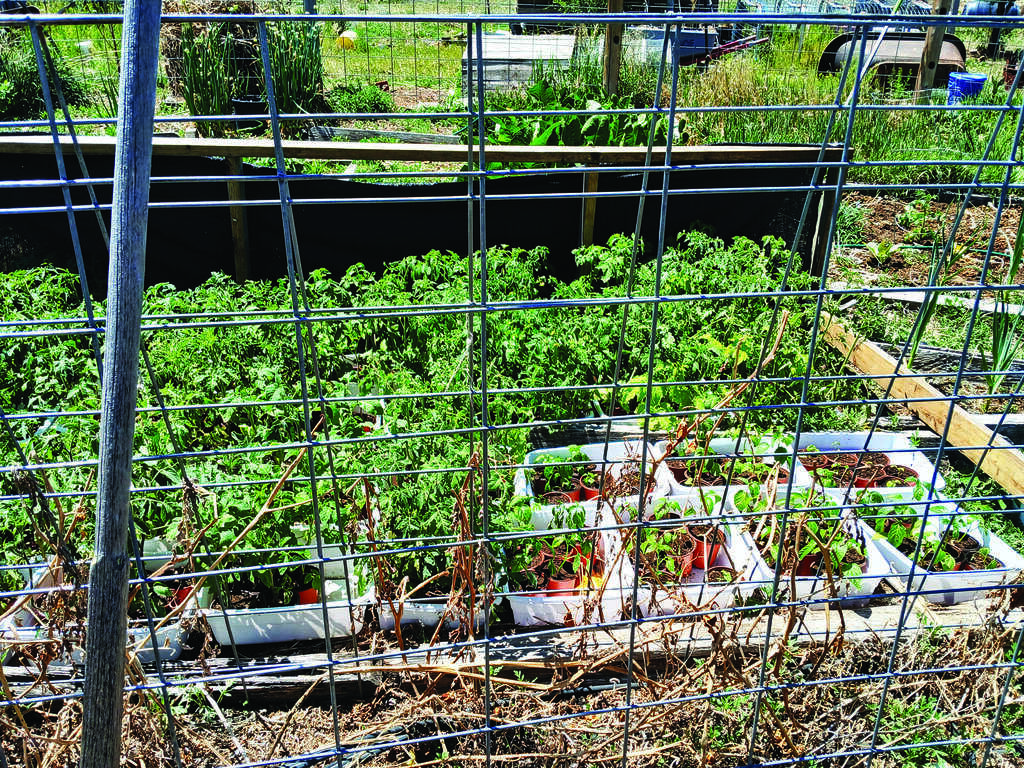 Raised garden beds with various green plants and seedlings are visible behind a wire fence in an outdoor garden setting.