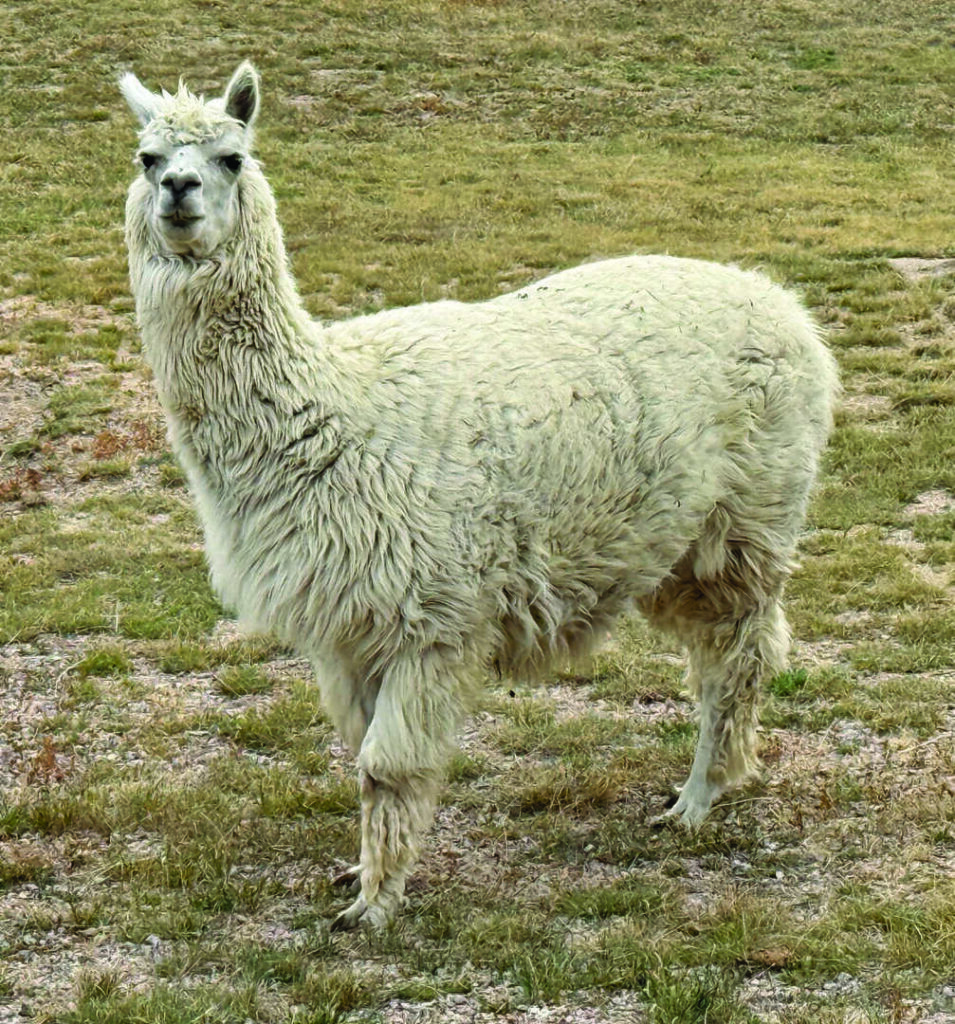 A white llama standing in a dry, grassy field.