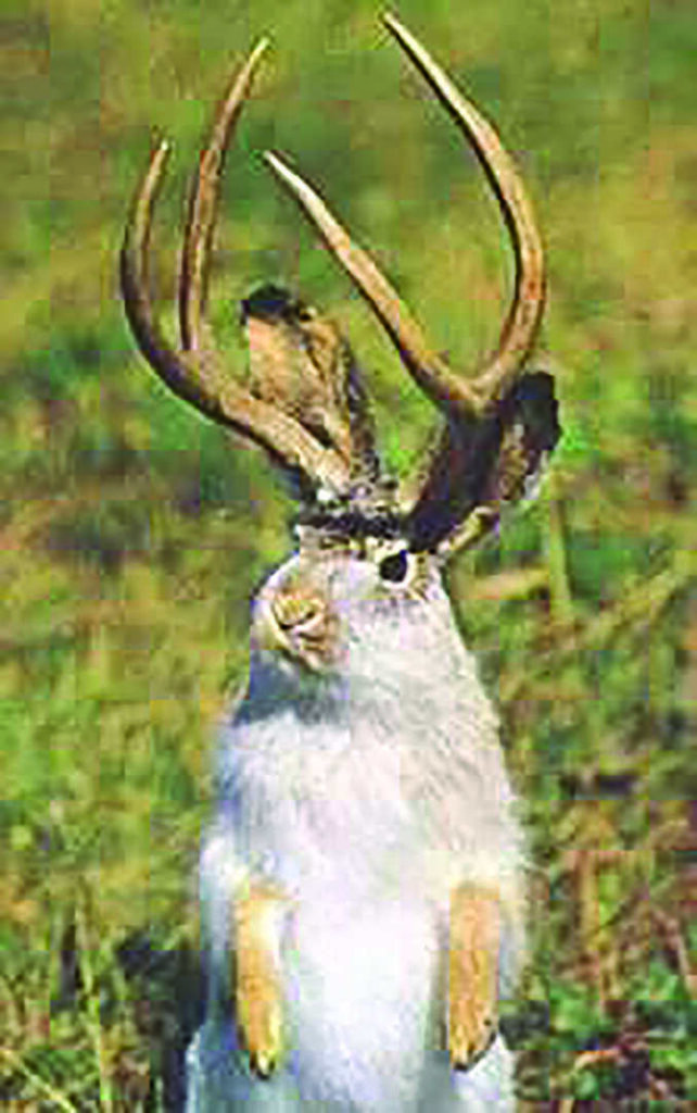 A jackrabbit standing on its hind legs with a set of antlers attached to its head.